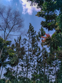Low angle view of trees against sky during winter