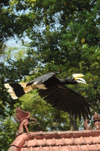 Low angle view of eagle flying against trees