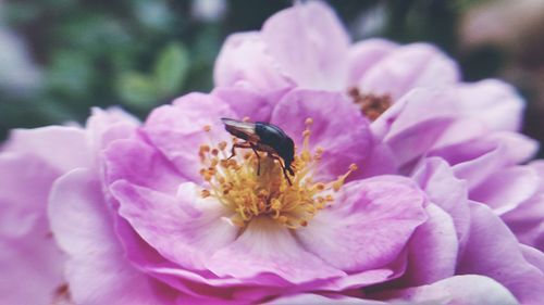 Close-up of bee on flower