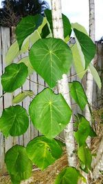 Close-up of fresh green leaves