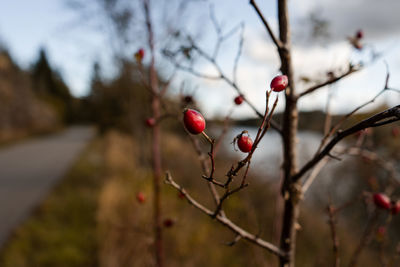 fruit