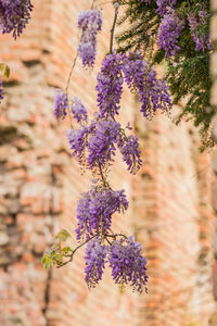 Close-up of flowering plant