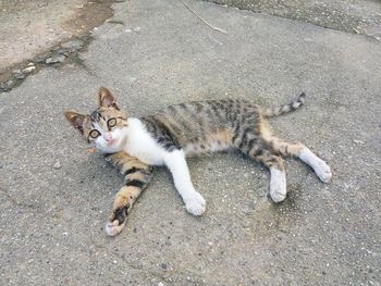 High angle portrait of cat lying on street