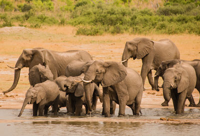 Elephant in water