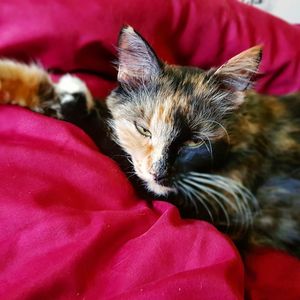 Close-up of cat resting on bed