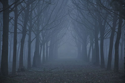 Trees in forest