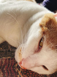 Close-up of a cat resting