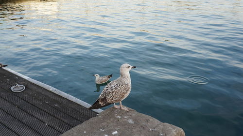 Birds in calm water