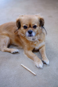 Close-up portrait of dog siting on carpet