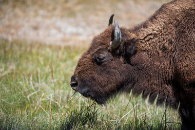 Side view of an animal on field