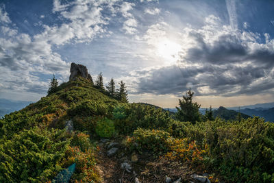 Panoramic view of trees on mountain against sky