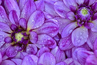 Full frame shot of purple flowers