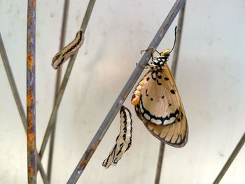 Close-up of butterfly