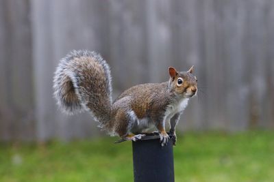 Close-up of squirrel