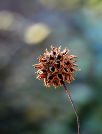 Close-up of wilted plant