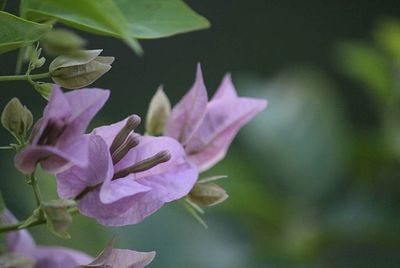 Close-up of purple flowers blooming outdoors