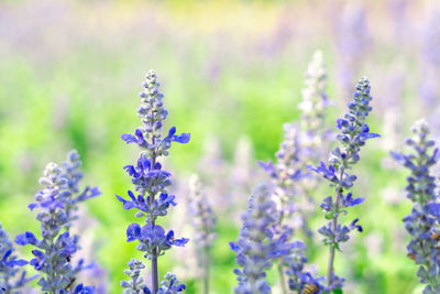 Close-up of purple flowering plants on field