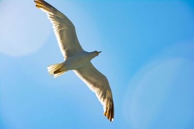 Low angle view of seagull flying