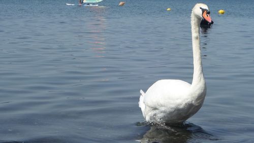 Swan swimming in lake