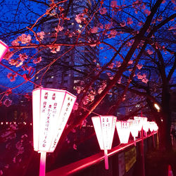 Low angle view of illuminated lanterns hanging on tree