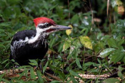 Close-up of a bird perching on a field