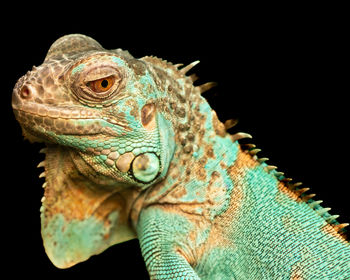 Close-up of iguana