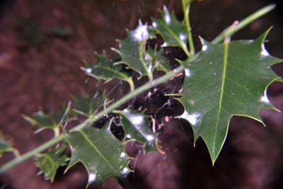 Close-up of plants