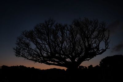 Silhouette bare tree against sky at sunset