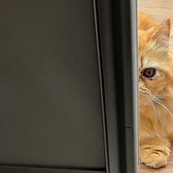 Close-up portrait of a cat