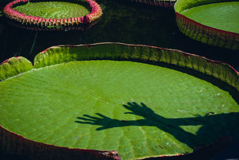 Close-up of lotus water lily