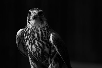 Close-up of eagle against black background