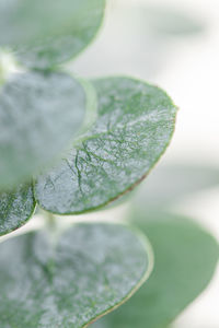 Close-up of green leaves