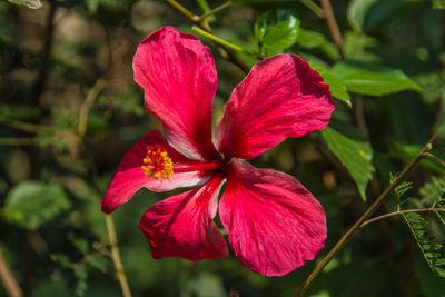 Close-up of red hibiscus blooming outdoors