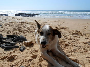 Portrait of dog on beach