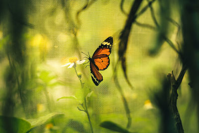 Close-up of butterfly on leaf