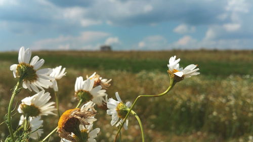 Close-up of white flowers blooming in field