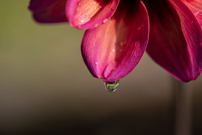 Close-up of water drops on pink rose flower