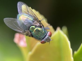 Close-up of insect on plant