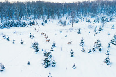 Family of noble deer in a snowy winter forest . christmas fantasy image in blue and white color. 