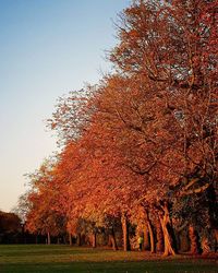 Trees on field against sky during autumn