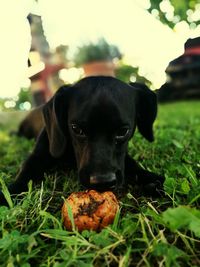 Close-up of dog on grass
