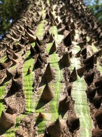 Close-up of plant growing on tree trunk