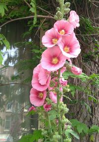 Close-up of pink cosmos blooming outdoors