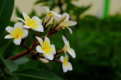 Close-up of white flowering plant