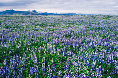 Purple flowering plants on field against sky