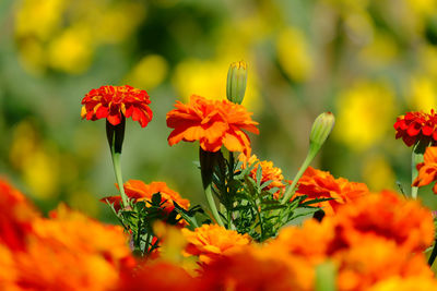 Close-up of orange marigold flowers