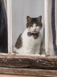 Dapper cat with a union jack bow tie sitting in a medieval cottage window. england, uk.