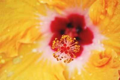 Macro shot of yellow flower