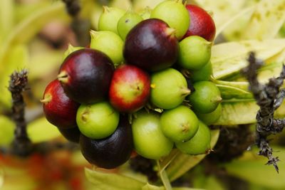 Close-up of buds