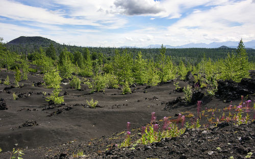 Plants growing in farm against sky